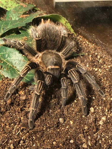 big tarantula on fake leaves